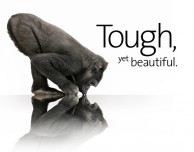 Apple conferma finalmente l’utilizzo del Gorilla Glass su iPhone