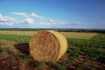 L’iPhone al servizio della vendita diretta in agricoltura