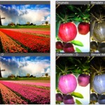 iDaltonizer: un’app destinata alle persone daltoniche