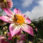 Fotocamera iPhone 5: scopriamo la funzione Panorama e gli scatti reali!