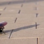 L’iPhone controlla insetti e scarafaggi!