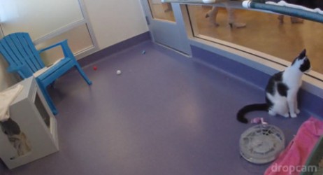 Dropcam: videocamera e app per la videosorveglianza remota