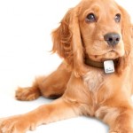 Tractive, la soluzione per controllare i tuoi animali domestici [MWC 2013]