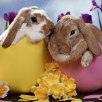 5 applicazioni per… la Pasqua