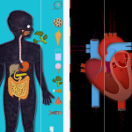 Il corpo: l’app ideale per spiegare ai più piccoli il funzionamento del corpo umano