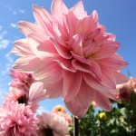 Ecco le prime foto scattate da iPhone 5S!