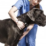 CES 2014: Voyce, il collare che monitora la salute del tuo cane