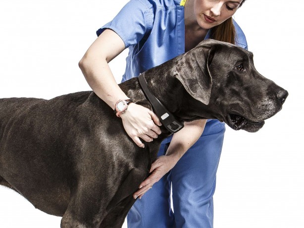 CES 2014: Voyce, il collare che monitora la salute del tuo cane