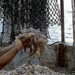 Grazie ad Apple, Forrest Gump oggi sarebbe miliardario!