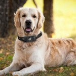 CES 2015: da Motorola arriva il primo “telefono” per… cani!