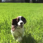 Twitter supporta i video slow-motion dell’iPhone