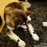 Cina: compra due Apple Watch da 15.000$ e li regala al suo cane