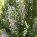 iPhone 6s: il nostro test completo della fotocamera – VIDEO