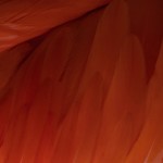 Ecco tutti gli sfondi di iOS 9 da scaricare sul tuo iPhone