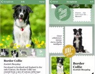 Microsoft: scatta una foto al cane e Fetch! svela di quale razza si tratta