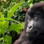 Austin Mann definisce la fotocamera di iPhone 7 Plus “semplicemente stupefacente”