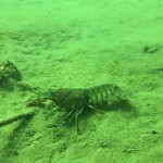 iPhone 7: ecco un test subacqueo