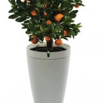 Parrot POT, il vaso smart che annaffia le piante grazie all’iPhone – IFA 2016