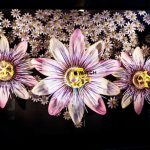 Apple chiude lo store Apple Watch di Selfridges a Londra