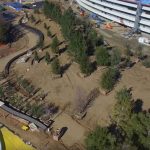 Cercasi alberi, lo strano caso dell’Apple Park