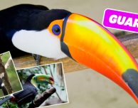 Versi Animali, Foto e Info: schede informative e giochi per bambini