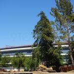 L’Apple Park si tinge di verde