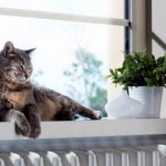 La videocamera Netatmo Welcome sempre più precisa: ora riconosce gli animali domestici