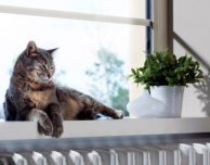 La videocamera Netatmo Welcome sempre più precisa: ora riconosce gli animali domestici
