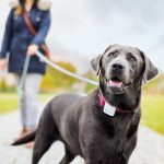 Tractive, il localizzatore GPS per animali domestici