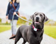 Tractive, il localizzatore GPS per animali domestici