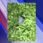 Cadono iPhone dal cielo (e funzionano ancora)