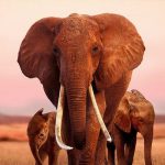 Apple acquisisce i diritti di un documentario e di un film d’animazione