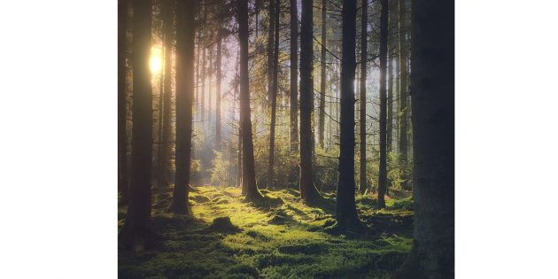Fotografi professionisti contro Apple: “Dovrebbe pagare per le foto della campagna Shot on iPhone”