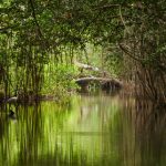 Conservation International ed Apple insieme per proteggere le foreste di mangrovie