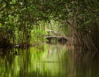 Conservation International ed Apple insieme per proteggere le foreste di mangrovie