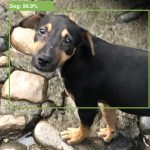 Apple utilizza il Machine Learning per riconoscere cani e gatti su iOS 13