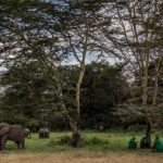 Apple aiuterà a salvare le foreste e i pascoli del Kenya