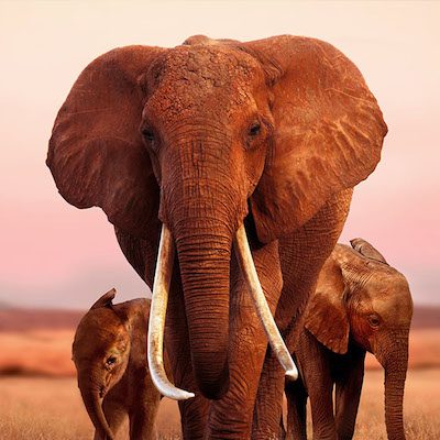 Apple TV+: ecco le date di uscita al cinema di “The Banker”, “Hala” e “The Elephant Queen”