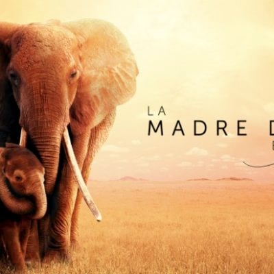 La Madre degli elefanti: cast, trama e trailer del documentario su Apple TV+