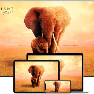 Apple: donazione alla riserva degli elefanti per tutte le visualizzazioni di “La Madre degli elefanti”