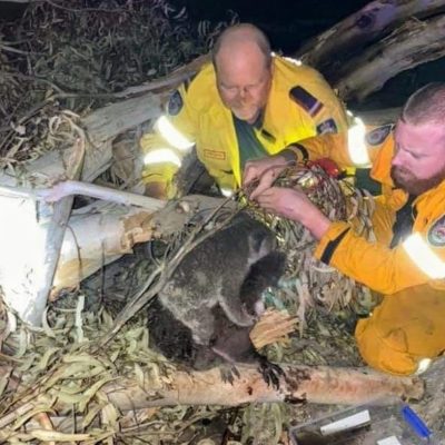 Incendi in Australia, Tim Cook annuncia donazioni da parte di Apple