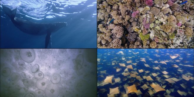 Apple TV: disponibili altri undici screensaver subacquei