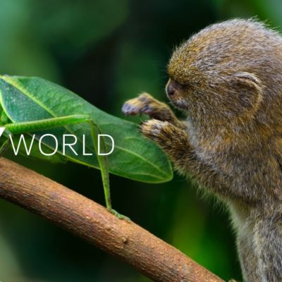 Apple pubblica il trailer del documentario “Tiny World”