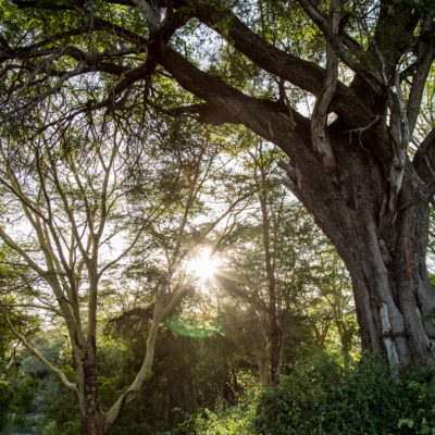 Apple lancia un fondo per combattere il cambiamento climatico