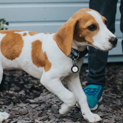 Posso usare AirTag con cani e gatti?