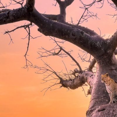 Il fotografo Austin Mann prova la fotocamera dell’iPhone 13 Pro