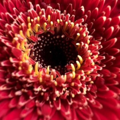 Apple permetterà di disattivare la modalità Macro su iPhone 13