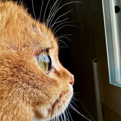 Apple annuncia la challenge “Shot on iPhone” dedicata alle foto macro