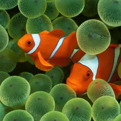 La beta 3 di iOS 16 include uno storico wallpaper dell’iPhone [DOWNLOAD]