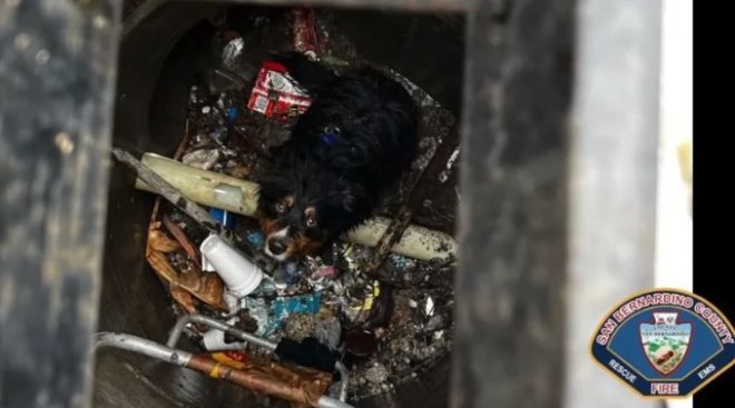 Ritrova il suo cane grazie ad AirTag